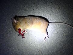 Melanomys caliginosus