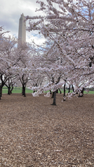 Prunus serrulata