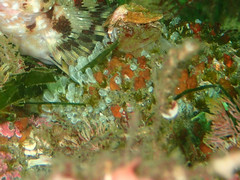 Pycnoclavella