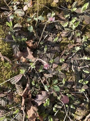 Antennaria solitaria