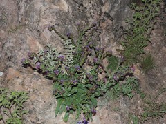 Anchusa undulata