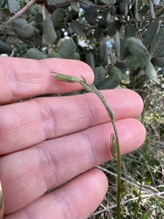 Campanula rapunculus