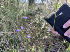 Campanula rapunculus