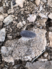 Porcellio echinatus