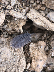Porcellio echinatus