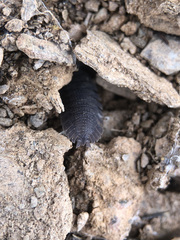 Porcellio echinatus