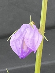 Campanula rapunculus