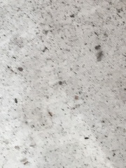 Wasmannia auropunctata