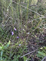 Campanula rapunculus