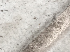 Wasmannia auropunctata