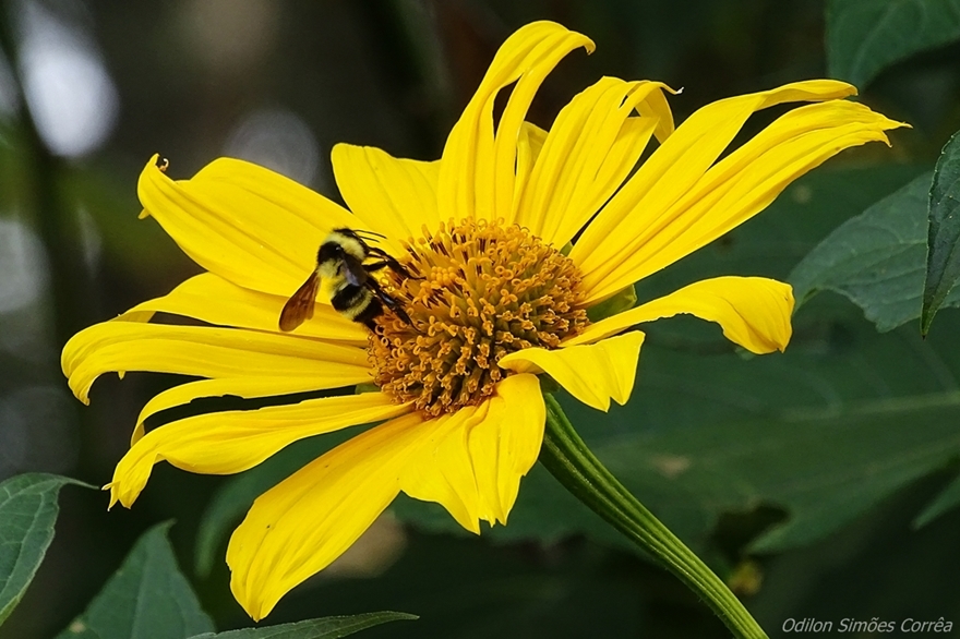 Tithonia diversifolia