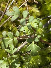 Phacelia glabra