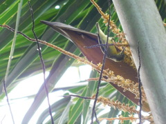Anthreptes malacensis