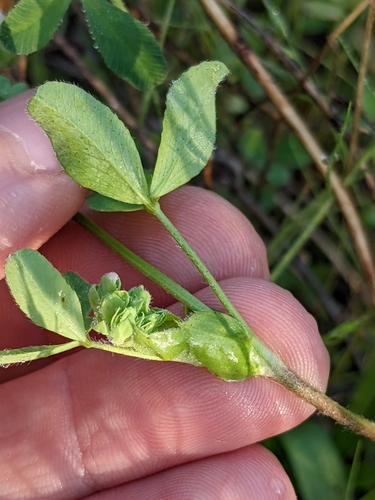 Image of Bejar Clover by (c) Eric Knight, some rights reserved (CC BY)