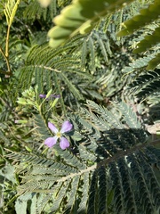 Paraserianthes