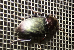 Neoaulacoryssus speciosus
