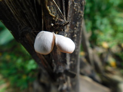 Fungi