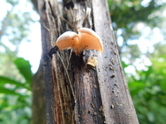 Fungi