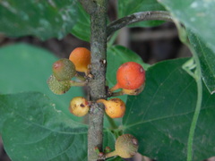 Ficus sinuata