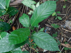 Ficus sinuata