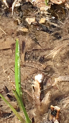 Cyprinodon macularius