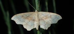 Idaea dromikos