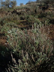 Artemisia rigida