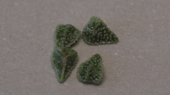 Cryptantha muricata jonesii