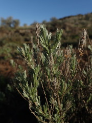 Artemisia rigida