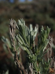 Artemisia rigida