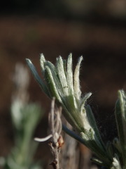 Artemisia rigida