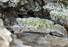 Lecanora cupressi