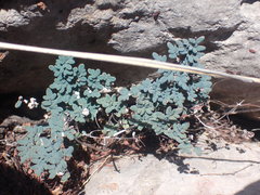 Argyrochosma limitanea