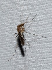 Aedes camptorhynchus