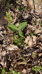 Trillium sessile