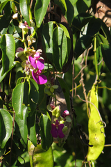 Canavalia bonariensis