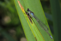 Cyanallagma bonariense