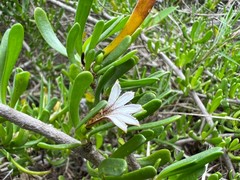Scaevola hainanensis