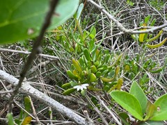 Scaevola hainanensis