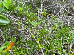 Scaevola hainanensis