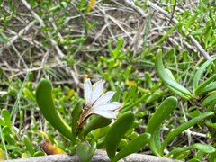 Scaevola hainanensis