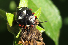 Chinavia erythrocnemis