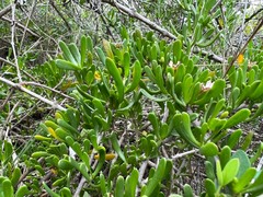Scaevola hainanensis