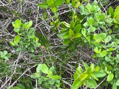 Scaevola hainanensis