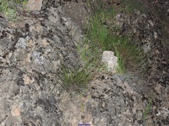 Melica cupani