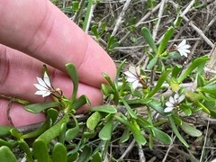 Scaevola hainanensis