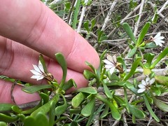 Scaevola hainanensis