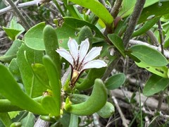 Scaevola hainanensis