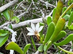 Scaevola hainanensis