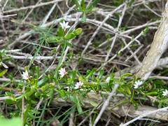 Scaevola hainanensis